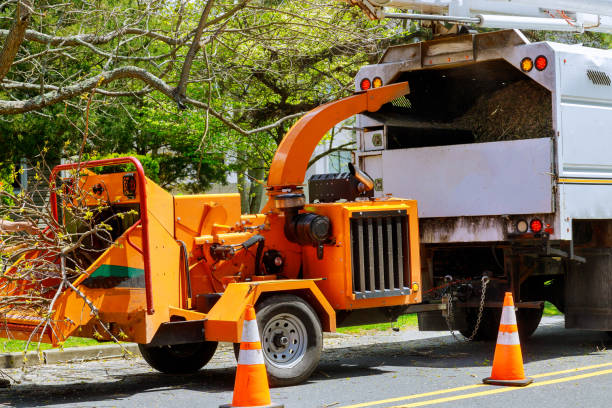 Best Storm Damage Tree Cleanup  in Seagoville, TX