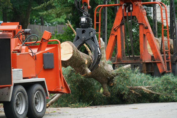 Best Tree Maintenance Programs  in Seagoville, TX