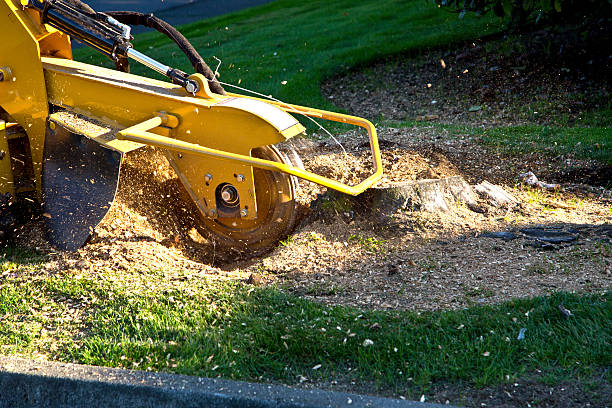  Seagoville, TX Tree Removal Pros