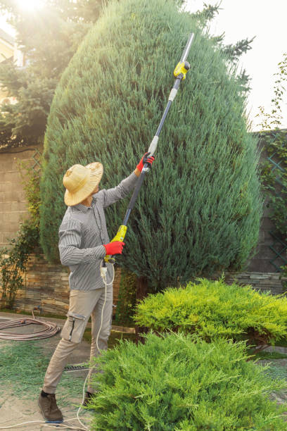 Best Stump Grinding and Removal  in Seagoville, TX
