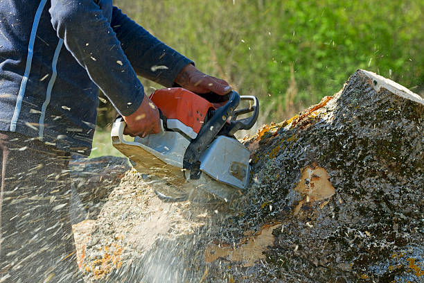 Best Emergency Tree Removal  in Seagoville, TX