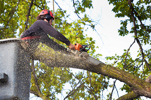 Best Utility Line Clearance  in Seagoville, TX